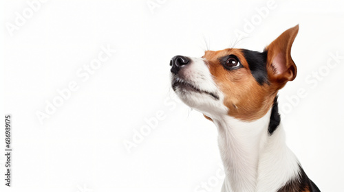 Jack Russell Terrier © Rimsha