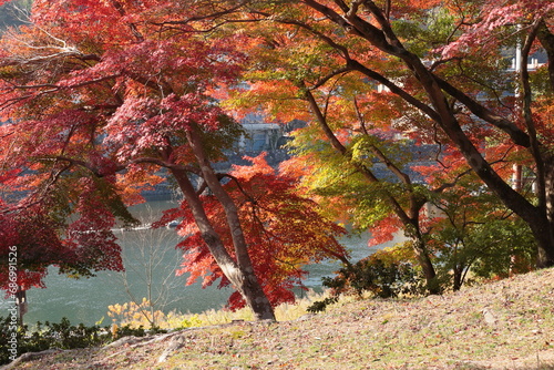京都　宇治川の紅葉の風景