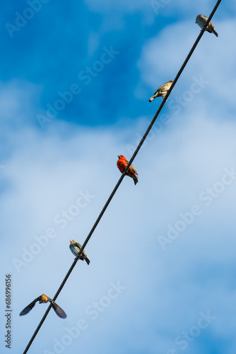 Madagascar weaver birds on a wire against the blue sky.