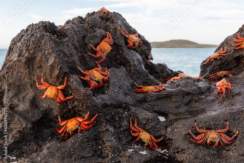 Sally Lightfoot Crabs (Grapsus grapsus) on a lava rock, Galapagos. photo
