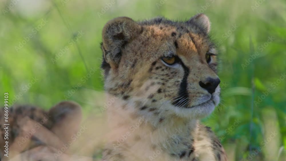 Close up of a cheetah's (Acinonyx jubatus) head scanning the suroundings during the morning in Africa. Close up of a cheetah's (Acinonyx jubatus) head scanning the suroundings during the morning in Africa.