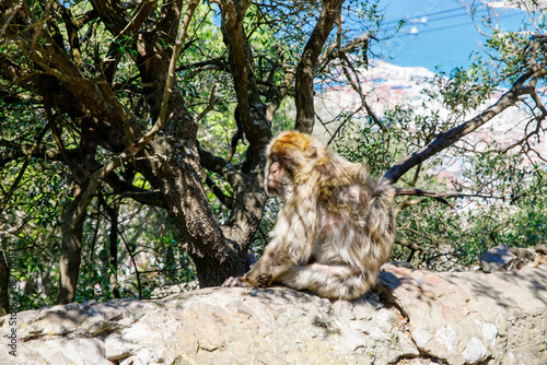 A wild macaque or Gibraltar monkey, one of the most famous attractions of the British overseas territory. Apes' Den in the Upper Rock Natural Reserve in Gibraltar Rock