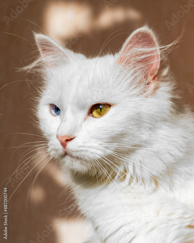 Photography Portrait of a fluffy white Turkish Angora cat with different eyes