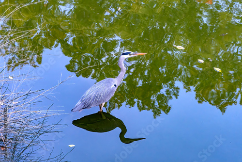 Принти на полотні Grey Heron Tomb Water Reflection Habikino Osaka Japan