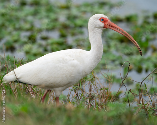 A white ibis walking along a marsh.