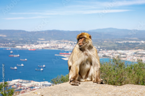 A wild macaque or Gibraltar monkey, one of the most famous attractions of the British overseas territory. Apes' Den in the Upper Rock Natural Reserve in Gibraltar Rock © Irina Schmidt
