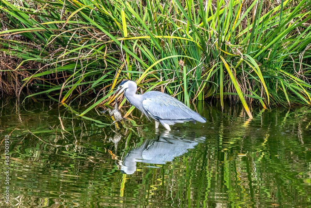 Grey Heron Catching Frog Water Reflection Habikino Osaka Japan Grey Heron Catching Frog Water Reflection Habikino Osaka Japan