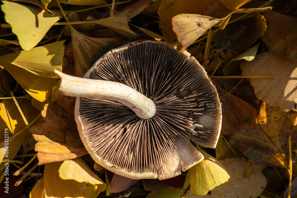 Wild mushroom underside in autumn evening light Wild mushroom underside in autumn evening light