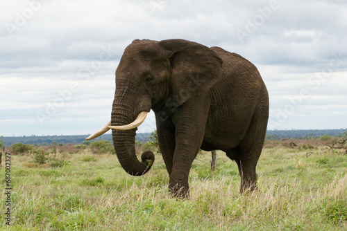 An older bull Elephant shows off his tusks