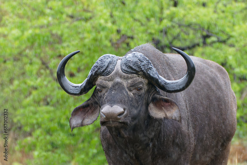 A Cape Buffalo feeds near the Letaba river