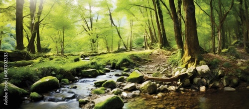 serene landscape of a lush green forest, with mountains as a majestic backdrop, a beautiful spring day unfolds, enveloping the park in natural beauty. The sound of flowing water from a nearby stream