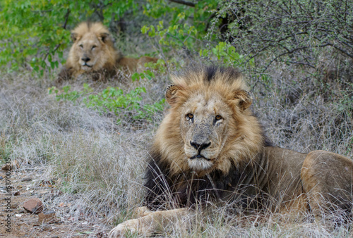 A pair of male African Lions rest near a roadway in South Africa