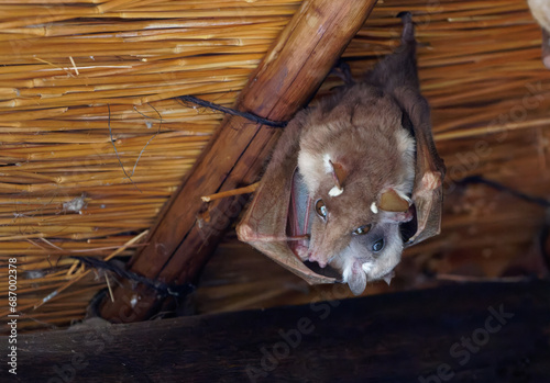a mother Wahlberg's epauletted fruit Bat cleans her baby photo
