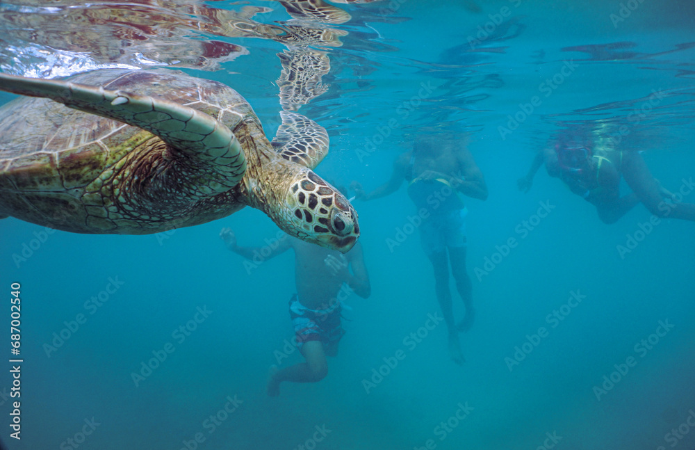 Obraz premium Snorkeling with Wild Hawaiian Green Sea Turtles in the Ocean off Waikiki Beach