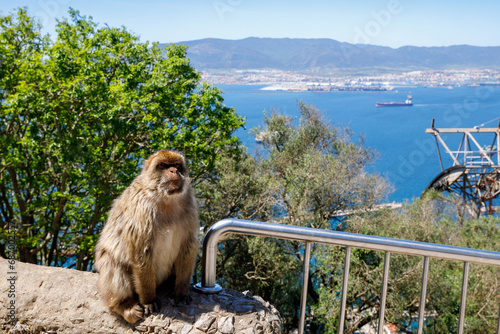 A wild macaque or Gibraltar monkey, one of the most famous attractions of the British overseas territory. Apes' Den in the Upper Rock Natural Reserve in Gibraltar Rock