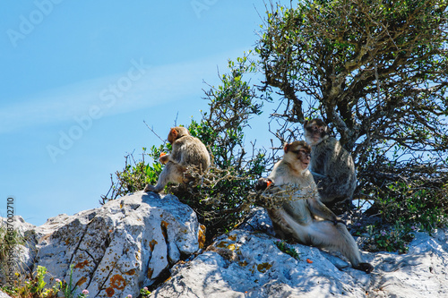 A wild macaque or Gibraltar monkey, one of the most famous attractions of the British overseas territory. Apes' Den in the Upper Rock Natural Reserve in Gibraltar Rock