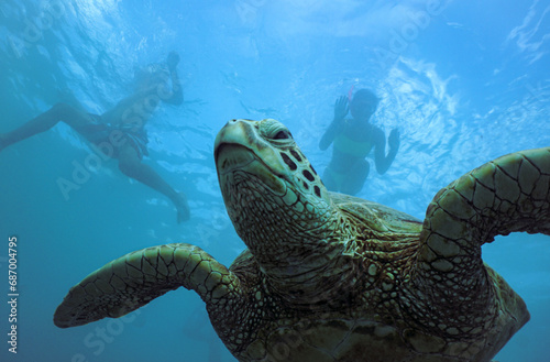 Snorkeling with Wild Hawaiian Green Sea Turtles in the Ocean off Waikiki Beach 