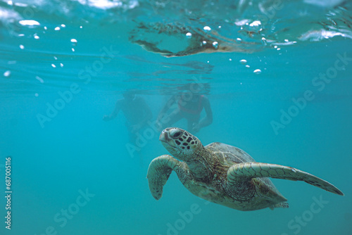 Snorkeling with Wild Hawaiian Green Sea Turtles in the Ocean off Waikiki Beach  © EMMEFFCEE 
