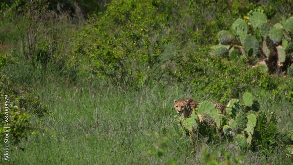 Wide shot of a cheetah (Acinonyx jubatus) scanning the savannah during the afternoon in Africa. Wide shot of a cheetah (Acinonyx jubatus) scanning the savannah during the afternoon in Africa.