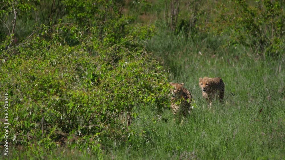 Wide shot of a coalition of cheetahs (Acinonyx jubatus) walking between bushes during the afternoon in Africa. Wide shot of a coalition of cheetahs (Acinonyx jubatus) walking between bushes during the afternoon in Africa.