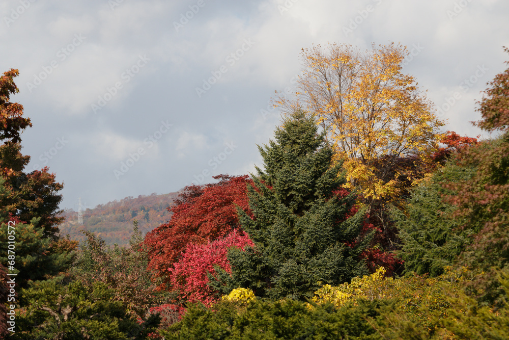 red yellow green autumn trees in woodland