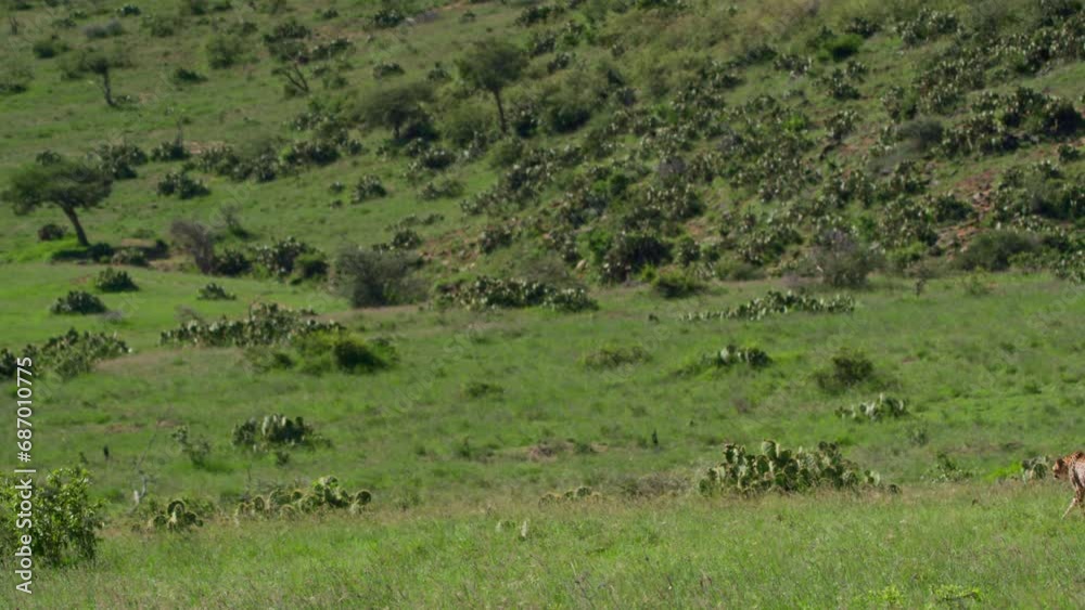 Extreme wide shot of a cheetah (Acinonyx jubatus) scanning the valley for prey during the afternoon in Africa. Extreme wide shot of a cheetah (Acinonyx jubatus) scanning the valley for prey during the afternoon in Africa.
