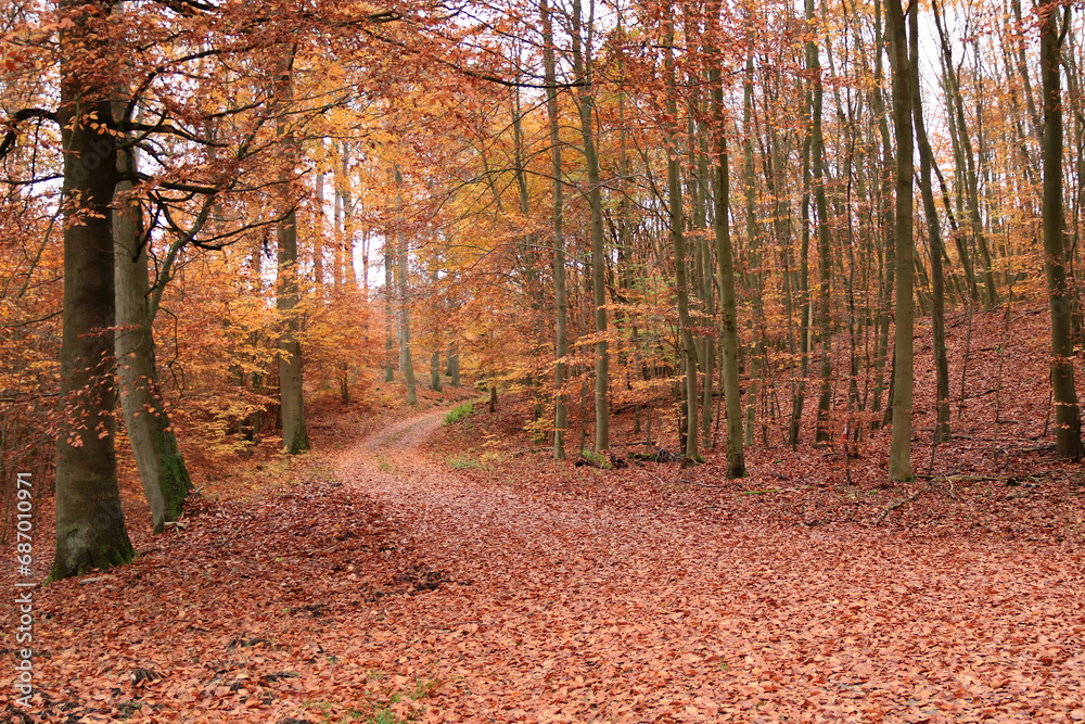 Fototapeta premium Waldweg im Herbst