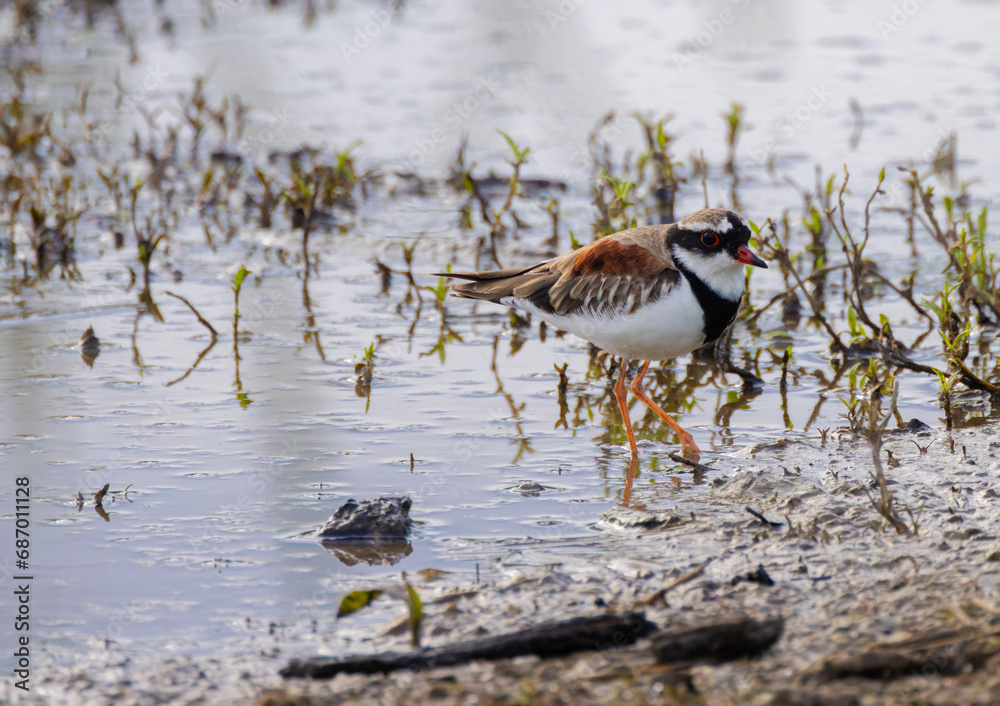 black-fronted dotterel plover black-fronted dotterel plover