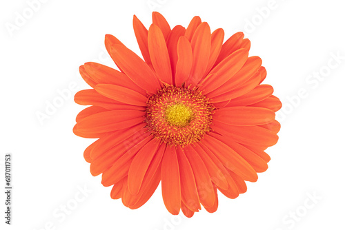 Orange Flower trasparent closeup