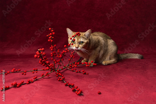 A golden burmilla cat sitting on a red background with winter berries