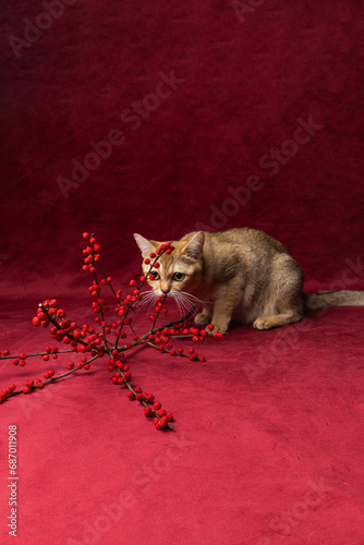 A golden burmilla cat sitting on a red background with winter berries