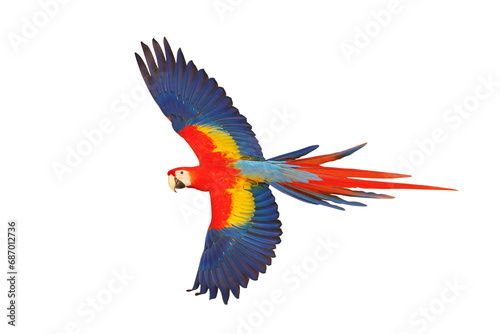 Colorful flying parrot isolated on transparent background png file  © Passakorn