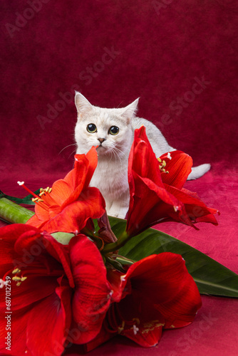 A silver burmilla cat sitting on a red background with red flowers