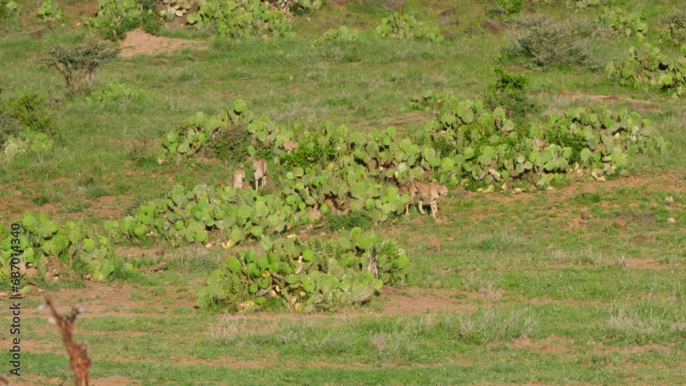 Extreme wide shot of a coalition of cheetahs (Acinonyx jubatus) scanning surroundings during the afternoon in Africa.