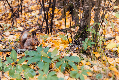 Wild squirrel eating a nut in autumn yellow forest