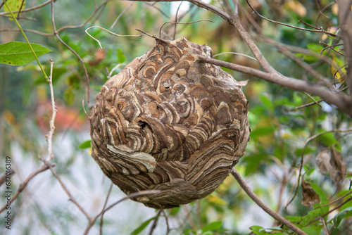 藪の中に作られたスズメバチの巣  © hanafujikan