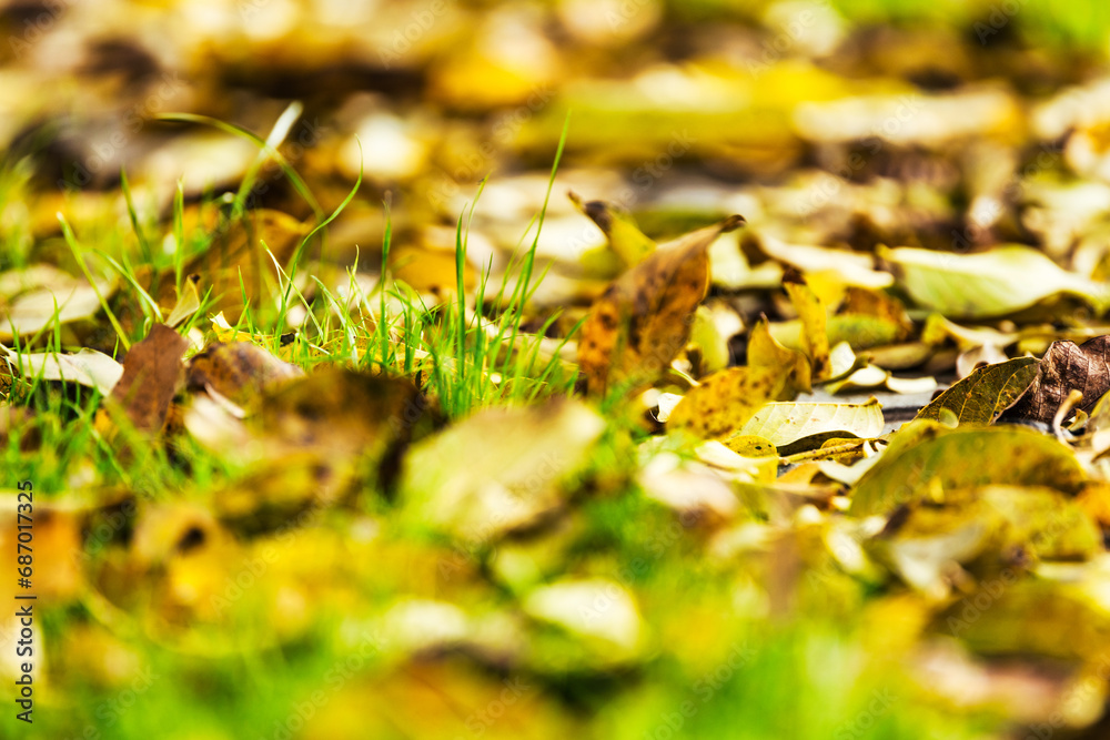 Autumn yellow leaves on the ground, shallow depth of field. Close-up photo. Autumn yellow leaves on the ground, shallow depth of field. Close-up photo.