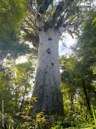 A big Tane Mahuta,Agathis australis tree in Waipoua
forest in north island of New Zealand photo