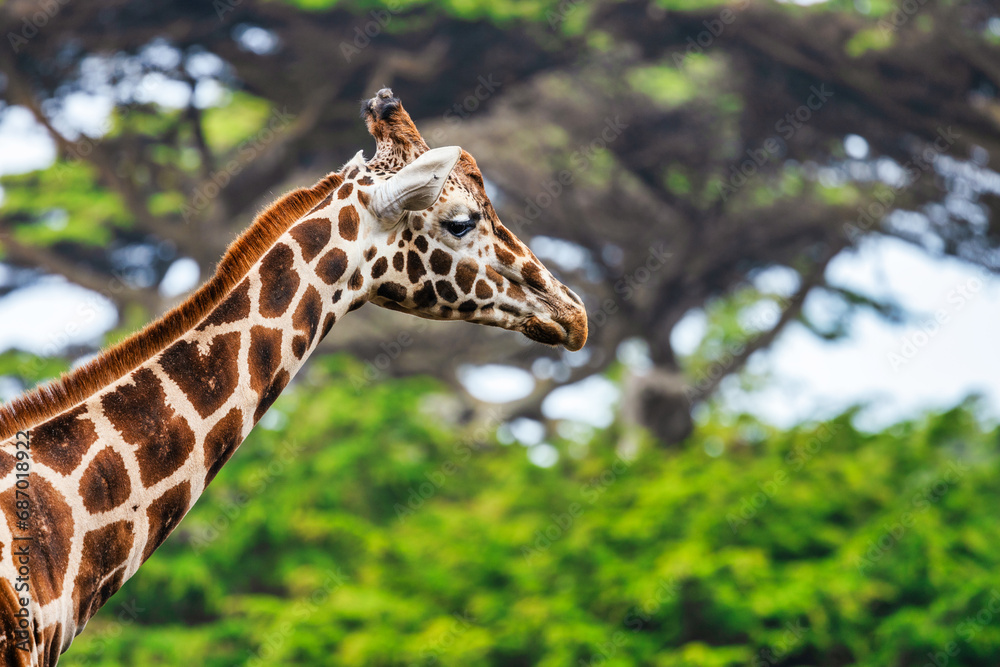 Reticulated giraffe, close-up, animal welfare concept Reticulated giraffe, close-up, animal welfare concept