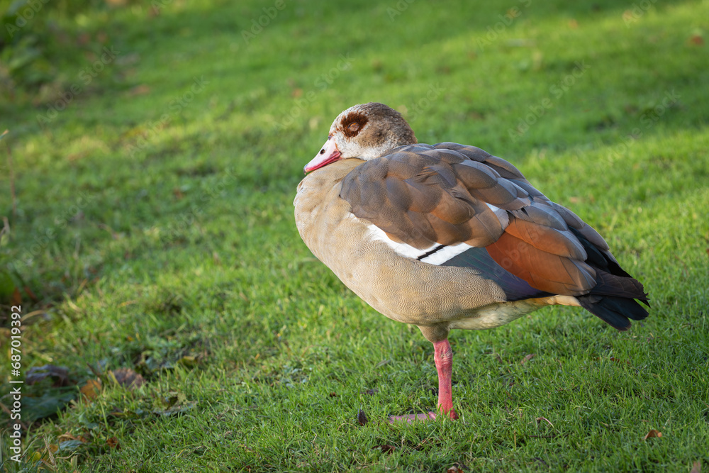 An adult female Nile goose (Alopochen aegyptiaca) resting with eyes closed An adult female Nile goose (Alopochen aegyptiaca) resting with eyes closed
