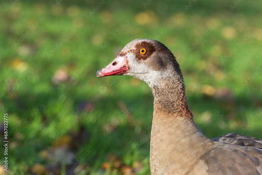 Close-up portrait of an adult female Egyptian goose (Alopochen aegyptiaca) against a natural green background Close-up portrait of an adult female Egyptian goose (Alopochen aegyptiaca) against a natural green background