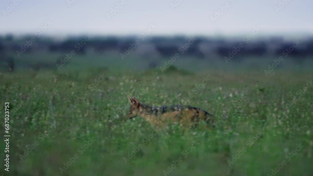 Long lens pan of a jackal (canis mesomelas) running through grass during the morning in Africa. Long lens pan of a jackal (canis mesomelas) running through grass during the morning in Africa.