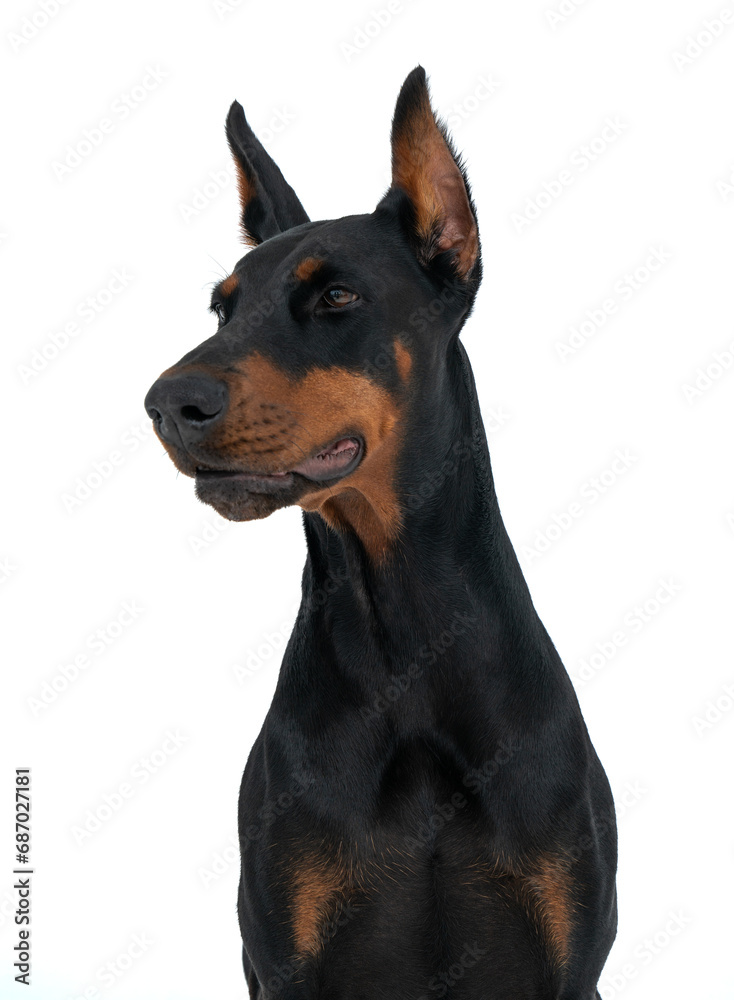 Beautiful Dobermann dog looking to the side, isolated over white background Beautiful Dobermann dog looking to the side, isolated over white background