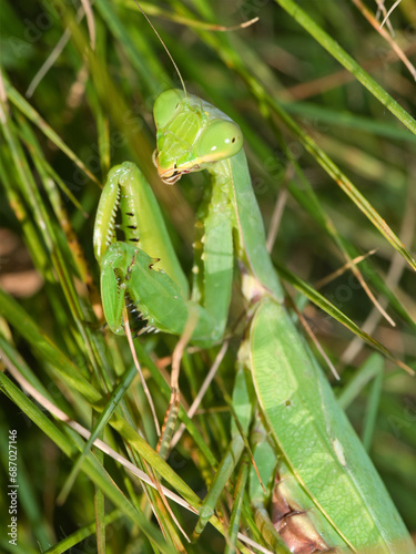 ハラビロカマキリ