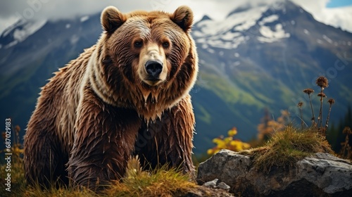 A brown bear stands atop a rock with a backdrop