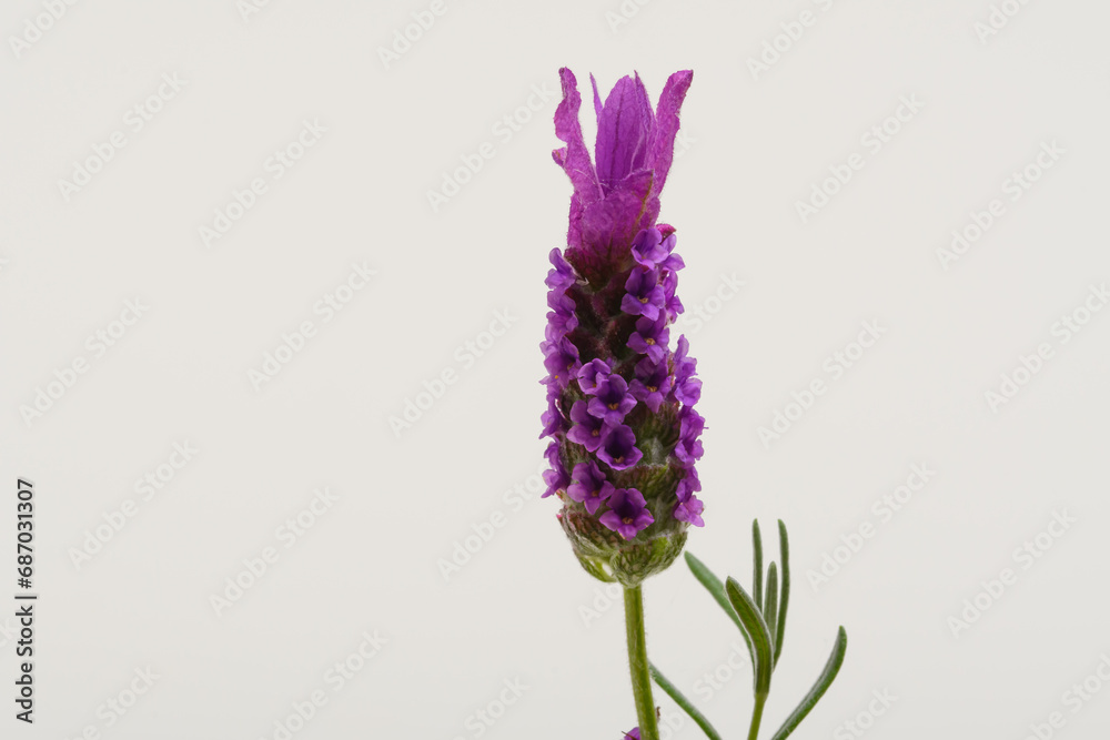 Jeden izolowany fioletowy kwiat lawendy francuskiej z bliska  - obrazy, fototapety, plakaty 