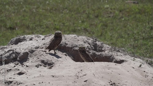 burrowing owl, Athene cunicularia, also shoco, sitting on the ground in front of its den and overlooking the surroundings watchfully, in the Pantanal swamp area in Brazil. photo