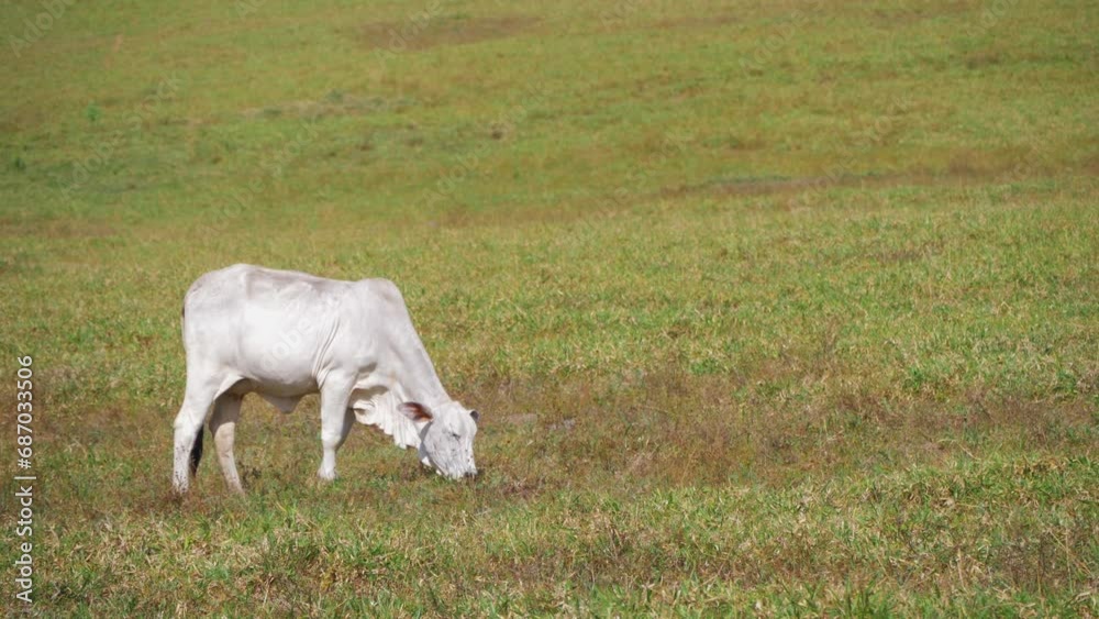 Witness the pastoral charm as a white cow peacefully indulges in grazing on lush green grass within a farm in the captivating caatinga region of Bahia, Brazil. Witness the pastoral charm as a white cow peacefully indulges in grazing on lush green grass within a farm in the captivating caatinga region of Bahia, Brazil.