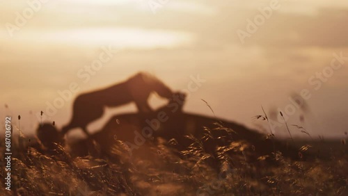 Silhouette rack focus of a cheetah (Acinonyx jubatus) walking up a termite mound to lie next to another cheetah during sunset in Africa. photo