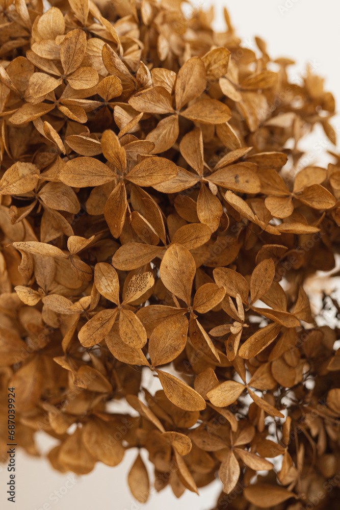 Dry brown hydrangea flower. Floral background Dry brown hydrangea flower. Floral background